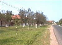 Aldesti - Ulita principala - Virtual Arad County (c)2001