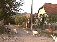 Rostoci - Spre pasune - Virtual Arad County (c)2002