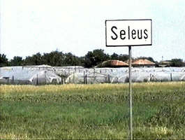 La Seleus aproape toti locuitorii se ocupa cu cultivarea legumelor