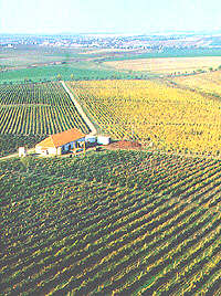 Podgoria Aradului este cunoscuta prin vinurile de calitate