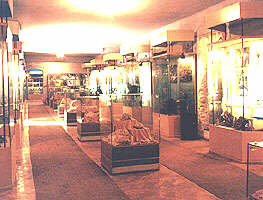 Sectia de Stiintele Naturii din Muzeul Judetean Arad - Virtual Arad News (c)2001