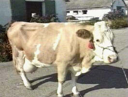Vaca Florica - donatoare de embrioni...