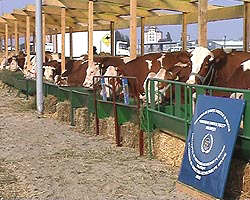 Bovinele aradenilor sunt apreciate in toata tara - Virtual Arad News (c)2002
