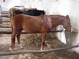 Caii de rasa traiesc in conditii mizerabile