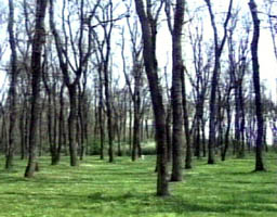 Directia Silvica Arad achizitioneaza noi terenuri forestiere