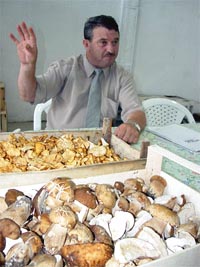 Selectarea ciupercilor se face cu deosebita atentie