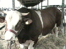 Concursul pentru desemnarea celor mai performante vaci a starnit interes deosebit la Agromalim