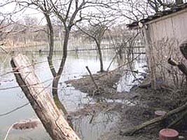 Dupa inundatii orasul Pecica este invadat de tantari