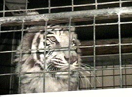 Tigri care vor ajunge la Circul Globus au fost hraniti in vama