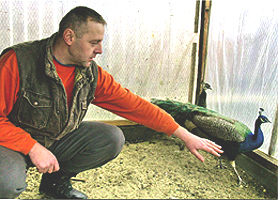 Danut Sicoe din Livada e pasionat de cresterea pasarilor exotice