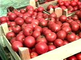 Producatorii de rosii ecologice au ramas cu marfa nevanduta