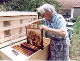 Poluarea pune in pericol familiile de albine
