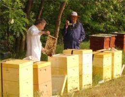 Ovidiu Hatcu încearcă să transmită mai departe secretele meseriei de apicultor